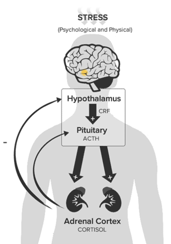 <p>Hypothalamic-Pituitary-Adrenal Axis (what it does)&nbsp;</p>