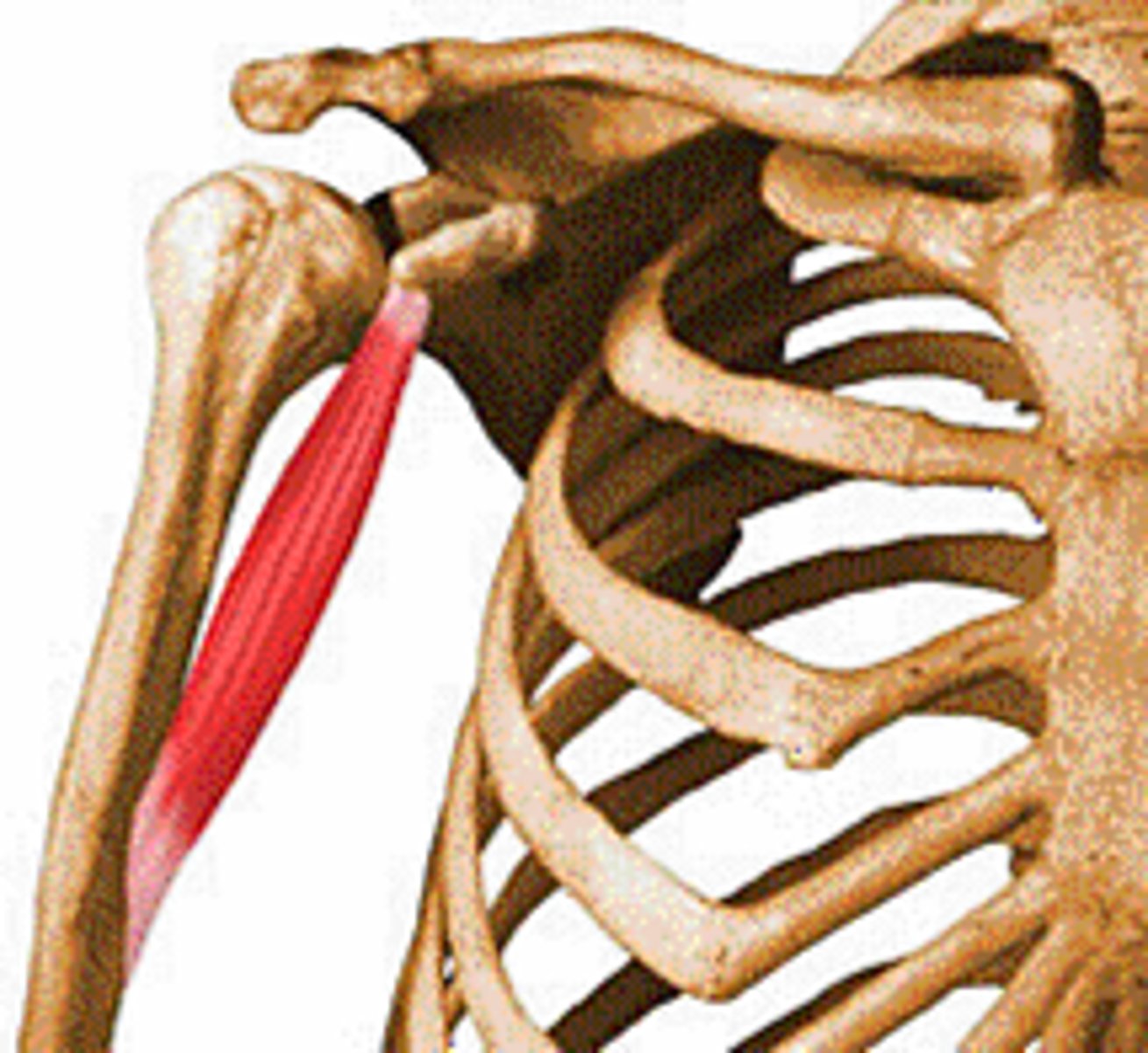 <p>- originate coracoid process</p><p>- insert shaft of humerus</p><p>- flexion, horizontal adduction</p>