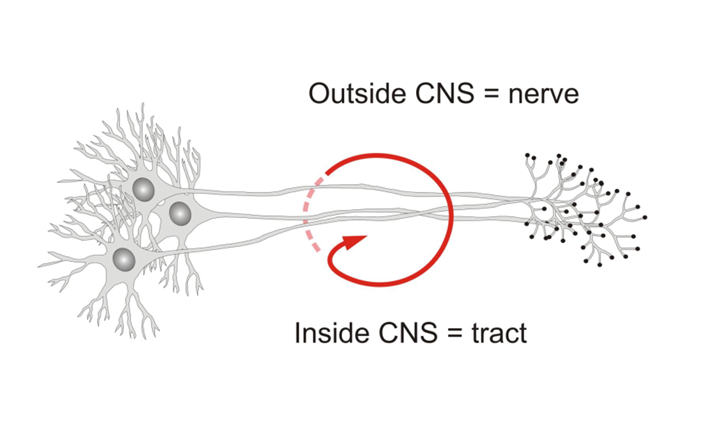 <p>Outside CNS = nerve</p><p>Inside CNS = tract</p>