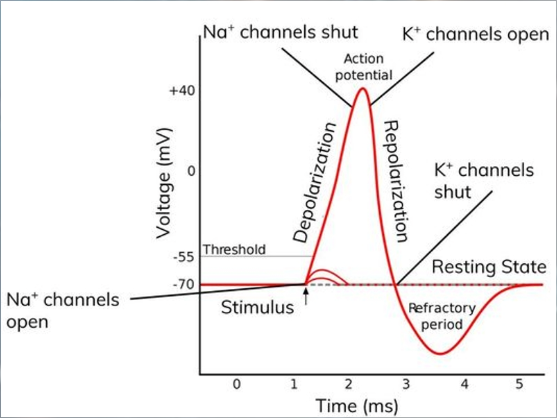 <p>Process explained (basic)</p>