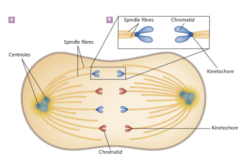 <p>spindles contract, pulling chromatids apart</p>