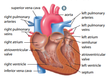 <p>two upper heart chambers fill w/ blood returning from either body (right) or lungs (left)</p>