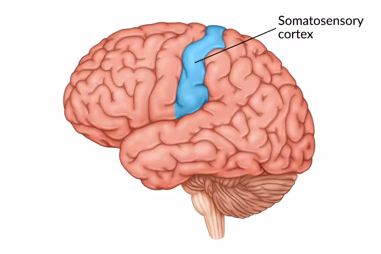<p><span><span>area at the front of the parietal lobes that registers and processes body touch and movement sensations</span></span></p>