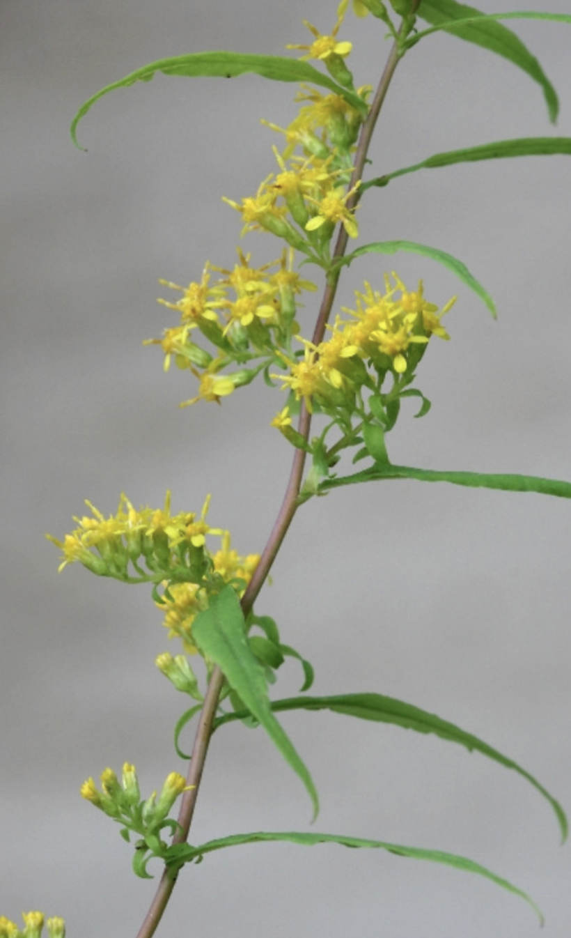<p>goldenrod&nbsp;</p>