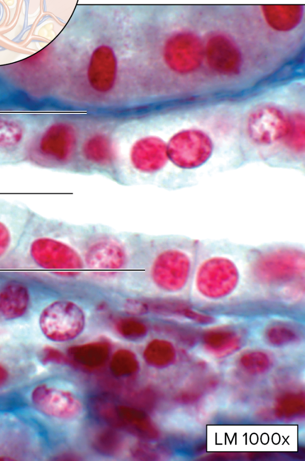 <p>What type of epithelial tissue is this?</p>