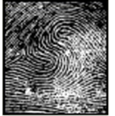 identify fingerprint pattern
