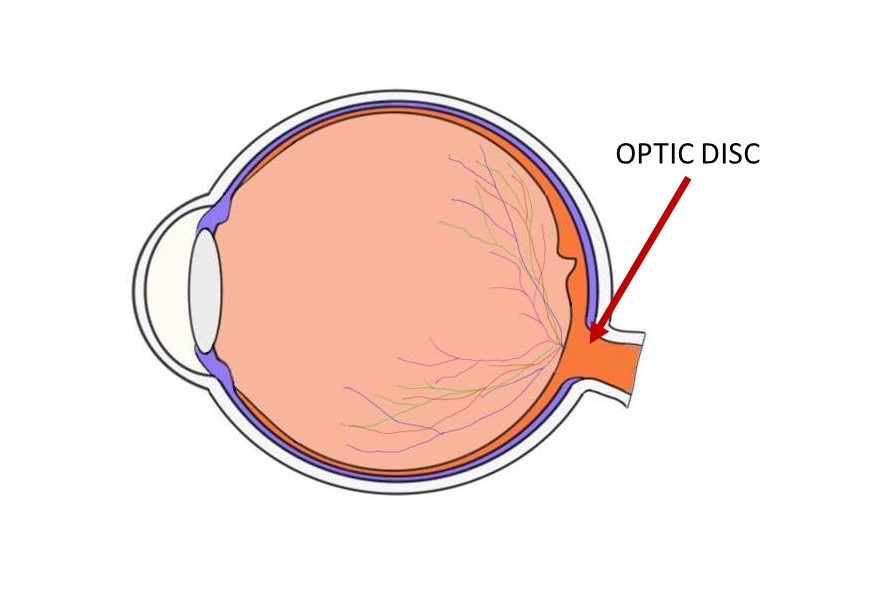 <ul><li><p>Point where optic nerve leaves the eye</p></li><li><p>No receptor cells located there</p></li></ul>