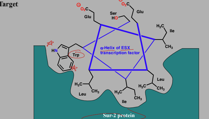 <p>Interactions between the ESX transcription factor and the co-activator protein Sur-2 involved 8 AA a-helix of ESX</p><p>Trp forms a particular important interaction</p>