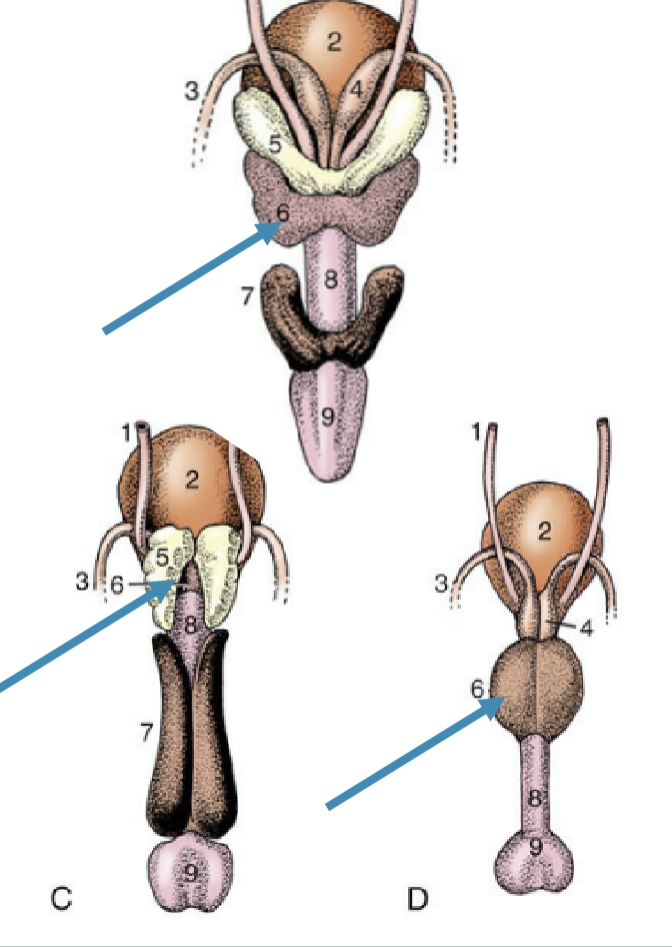 <p>Single, but w/ 2 parts</p><p>one part spread through urethra wall</p><p>other covering urethra on the outside</p><p>some have both parts(dog, tom), others have one</p>