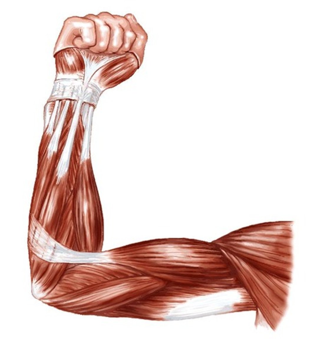 <p>cơ bắp</p>