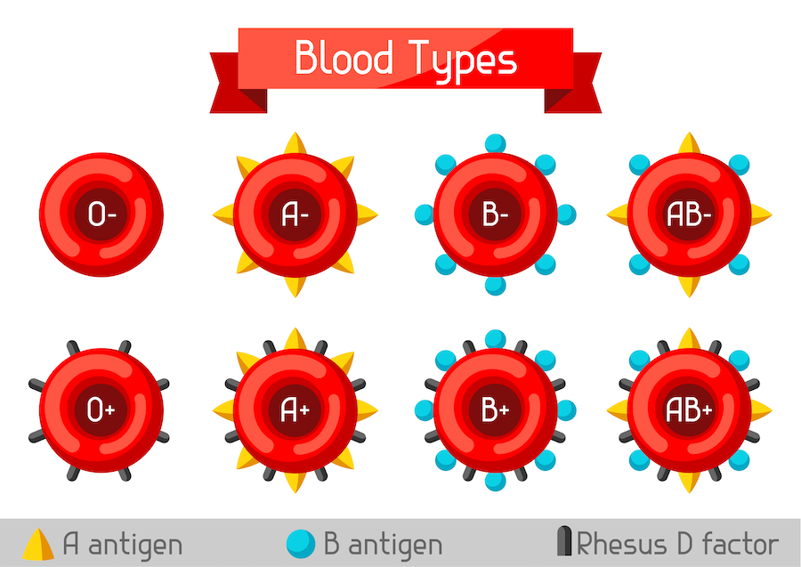 <ol><li><p>Matching antigens that determine blood group</p></li><li><p>Rhesus (Rh) Factor (a protein) that determines if someone is Rh positive or Rh negative</p></li></ol><p><br>Incompatible transfusions trigger an immune response, causing antibodies to be produced against the antigens of the foreign red blood cells. This can lead to agglutination, the clumping of red blood cells, which can kill you :)</p>