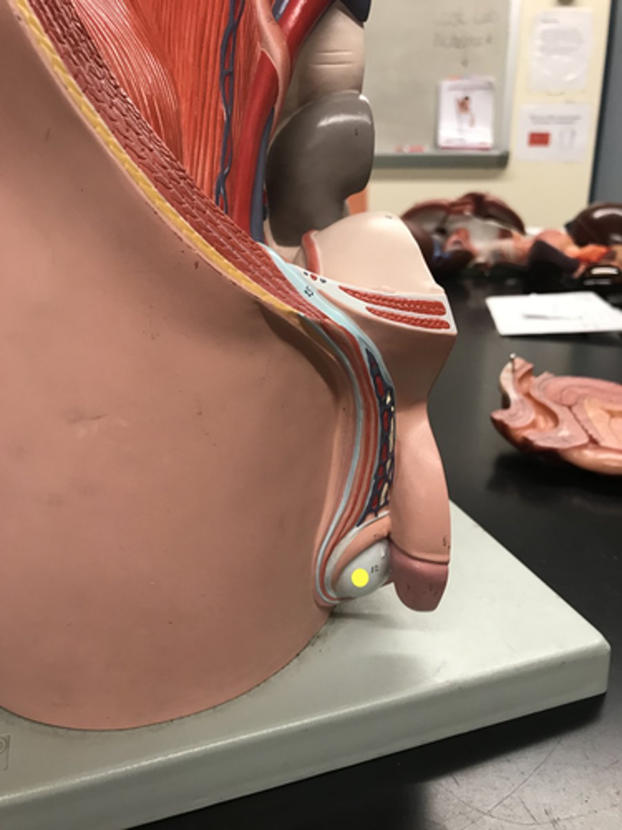 <p>Name this structure</p>