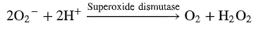<p>Converts superoxide —&gt; O2, H2O2</p>