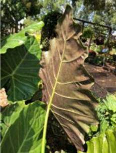 <p>Alocasia spp. </p>