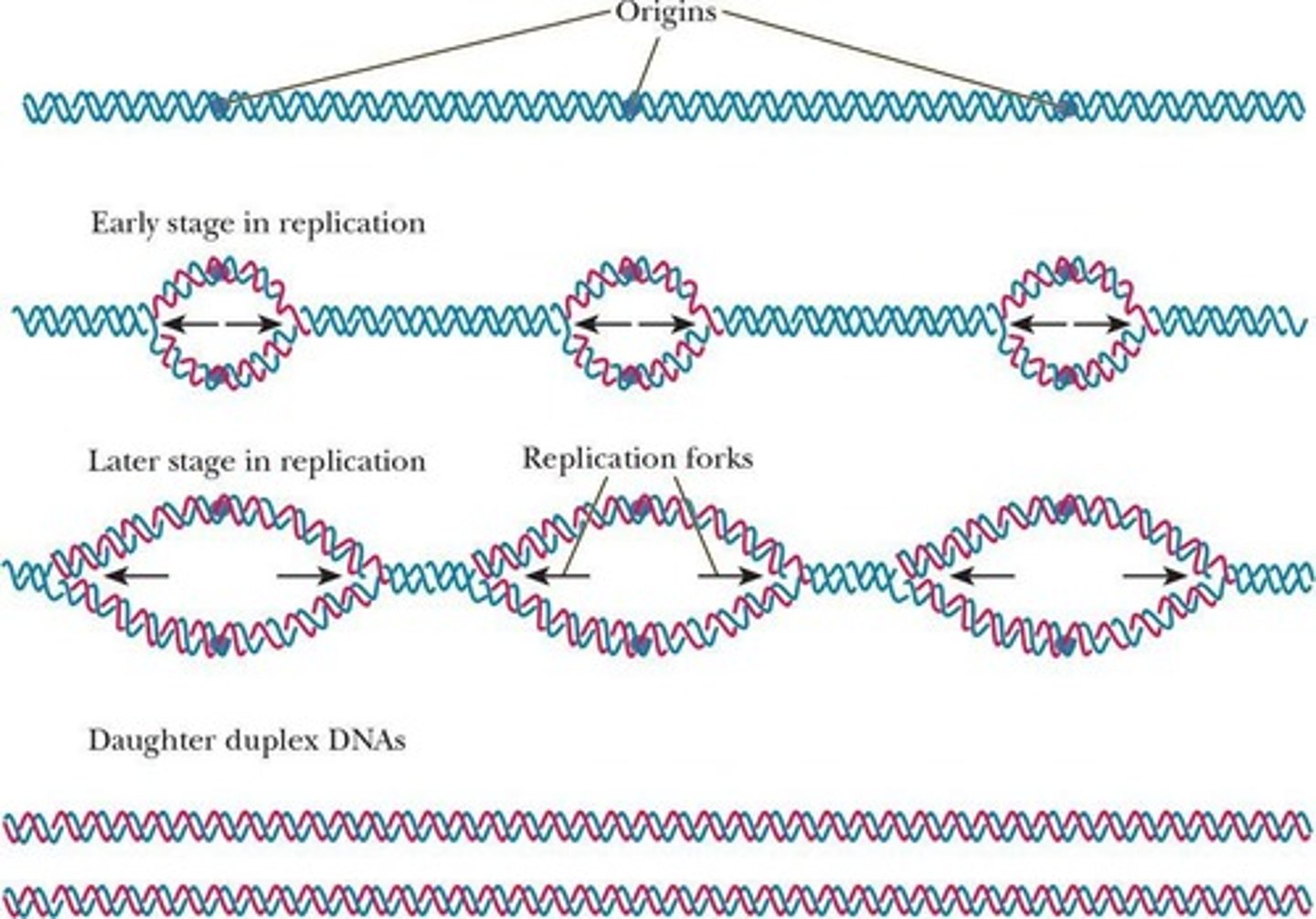 <p>Technique amplifying DNA through thermal cycling.</p>