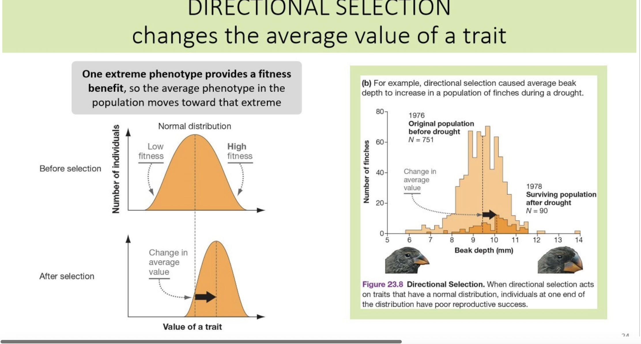 <p>(natural selection)</p><p>one extreme phenotype provides a fitness benefit, so the average phenotype in the population moves toward that extreme</p><p><span><mark data-color="yellow" style="background-color: yellow; color: inherit">peppered moth during the Industrial Revolution</mark></span></p>