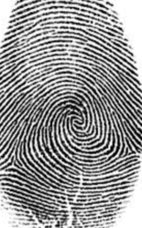 <p>what is this fingerprint</p>