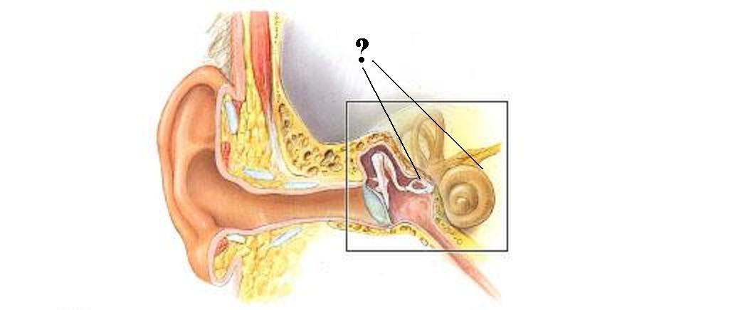 <p><span><span>Identify the indicated region of the ear</span></span></p>