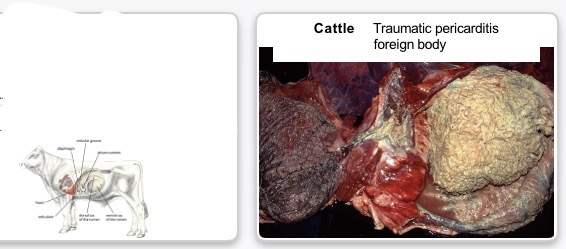 <p>traumatic reticulopericarditis (fibrino-suppurative pericarditis) / wire hardware disease</p>