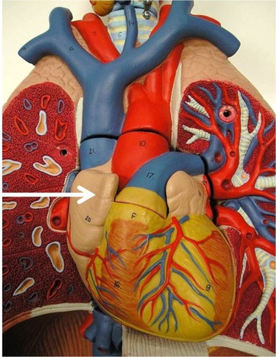 <p>Chamber. Identify the flap.</p>