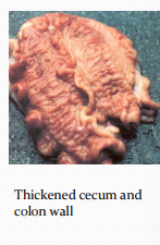 <p>Porcine Intestinal Spirochetosis in <span style="color: rgb(230, 155, 255)">pigs</span></p>