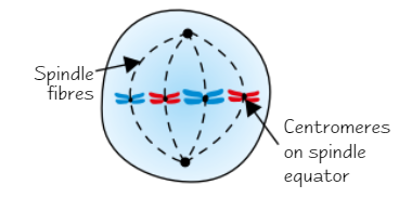 <ul><li><p>Chromosomes <strong>line up </strong>along middle of cell + become <strong>attached </strong>to <strong>spindle</strong> by <strong>centromere</strong></p></li></ul><p></p>