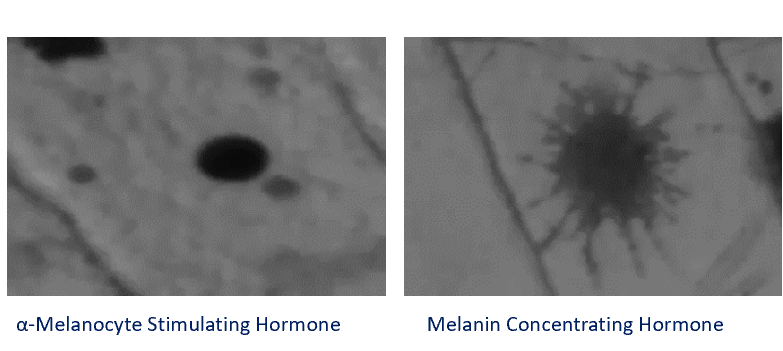 <p><strong>Hormonal Regulation of Pigment Dispersion</strong></p><p>-Melanin-concentrating hormone (MCH) causes pigment aggregation, leading to lighter skin tones.</p><p>-Melanocyte-stimulating hormone (MSH) induces pigment dispersion, resulting in darker pigmentation.</p><p><strong>Intracellular Signalling Mechanisms</strong></p><p>-Cyclic adenosine monophosphate (cAMP) is essential for controlling pigment movement within melanophores.</p><p>-Changes in cAMP levels dictate whether melanin disperses or aggregates.</p><p><strong>Role of Cytoskeletal Elements</strong></p><p>-Microtubules are crucial for both pigment dispersion and aggregation, supporting intracellular transport.</p><p>-Microfilaments primarily influence pigment aggregation rather than dispersion.</p><p><strong>Zebrafish as a Model for Pigmentation Studies</strong></p><p>-Zebrafish serve as a valuable model organism for studying physiological colour change and pigmentation regulation.</p><p>-Their pigment regulatory pathways offer insights into melanogenesis in other vertebrates, including mammals.</p>