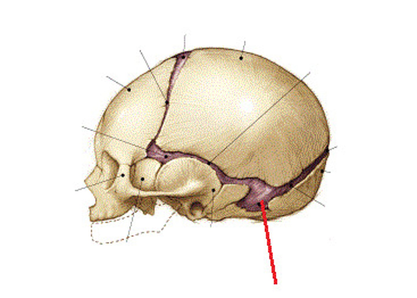 knowt flashcard image