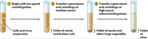<p>It involves centrifugation at different speeds of spinning. </p>