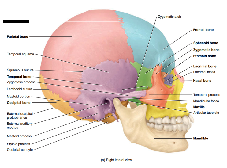 <p>State and identify what part of the cranial bone is being pointed out and censored. (hint: suture)</p>