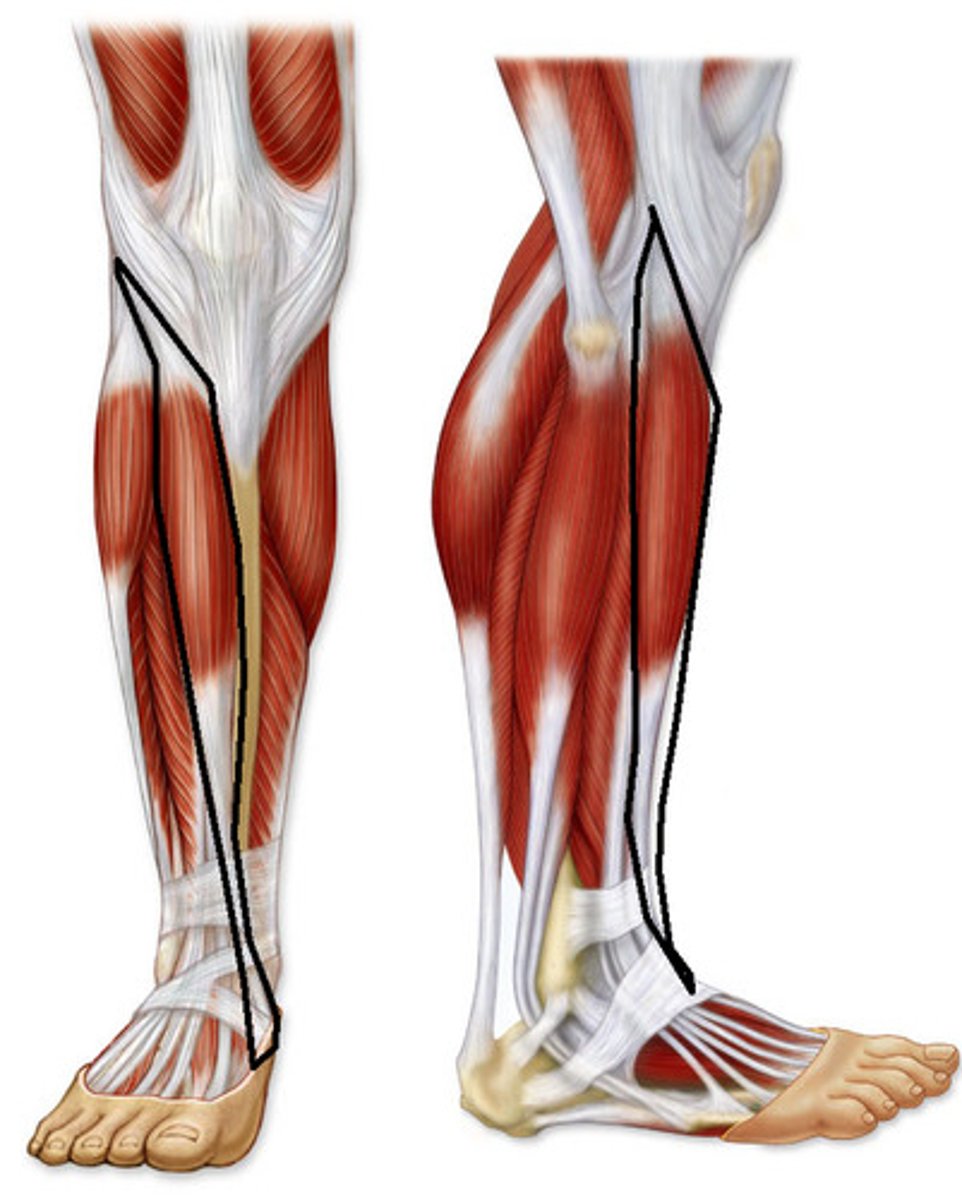 <p>Origin: lateral tibial surface</p><p>Insertion: medial cuneiform and base of metatarsal I</p><p>Action: dorsiflexes and inverts foot</p>