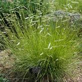 <p>Cold Hardiness: Perennial, zones 3-10</p><p>• Habit: Upright, rounded, fine-textured foliage</p><p>• Cultural Requirements: excellent drought tolerance, dry to medium, well-drained soils in full sun</p><p>• Foliage: cream-colored seedheads held above foliage like tiny flags</p><p>• Landscape Utilization: beds and borders.</p><p>• Additional Information: Prairies and plains of North America</p>
