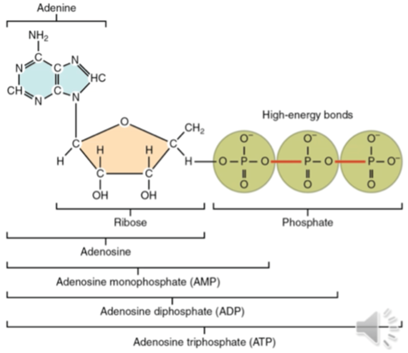 <p>(makroerginis ryšys OP) Makroerginiams nukleotidams priklauso ATP, GTP, CTP ir UTP.</p><p>o ATP (adenozintrifosfatas) - tai nukleotidas, sudarytas iš azotinės bazės adenino, ribozės ir trijų fosforo rūgšties liekanų. Tai makroerginis junginys, turintis du makroerginius ryšius. </p>