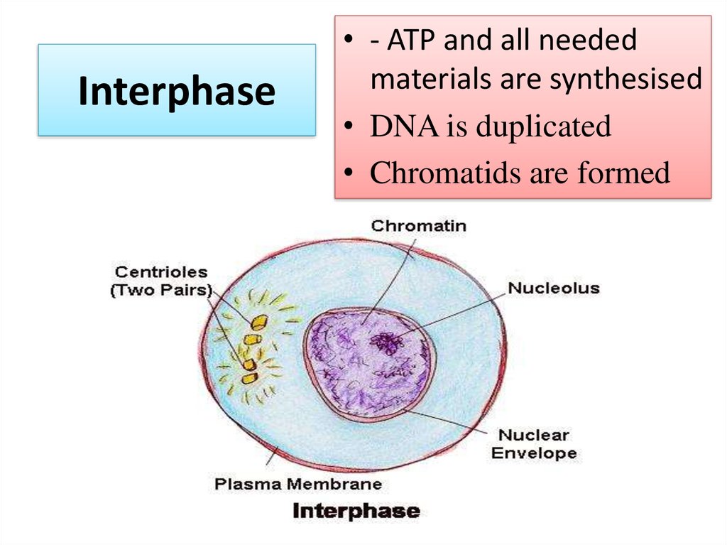 <p>Be able to draw out the cell cycle; draw out a cell in interphase and explain what’s happening in interphase.</p>