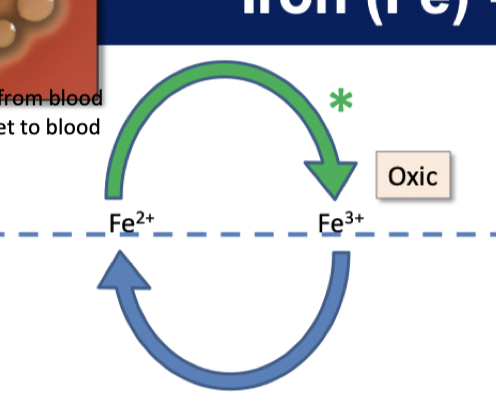 Iron oxic and anoxic 