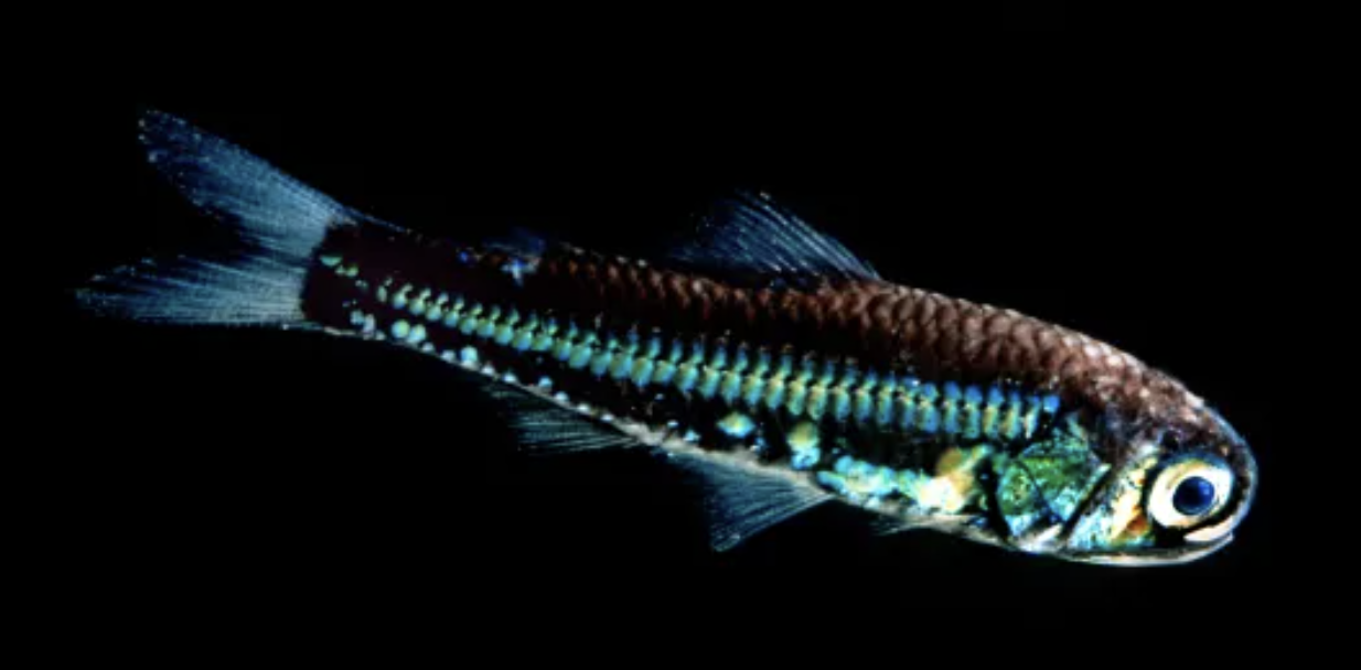 <p>lanternfishes</p><p></p><p></p><p>Key traits:&nbsp;</p><ul><li><p>&gt;250 spp</p></li><li><p>global mesopelagic, many small photophores, dark to silvery body, schooling planktivores, diel vertical migration, major prey fish&nbsp;</p></li></ul><p></p>