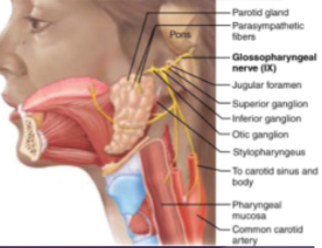 <p>—Motor nerve of throat movement&nbsp; &nbsp; &nbsp; &nbsp; &nbsp; &nbsp; &nbsp; &nbsp; &nbsp; &nbsp; &nbsp; &nbsp; &nbsp; &nbsp; &nbsp; &nbsp; &nbsp; &nbsp; &nbsp; &nbsp; &nbsp; &nbsp; &nbsp; &nbsp; &nbsp; &nbsp; &nbsp; &nbsp; &nbsp; &nbsp; &nbsp; &nbsp; &nbsp; &nbsp; &nbsp; &nbsp; &nbsp; &nbsp; &nbsp; &nbsp; &nbsp; &nbsp; &nbsp; &nbsp; &nbsp; &nbsp; &nbsp; &nbsp; &nbsp; &nbsp; &nbsp; &nbsp; &nbsp; —Sensory nerve of tongue and throat</p>