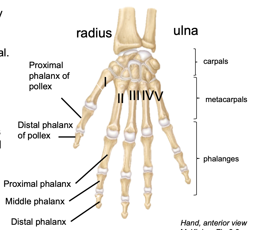 1. Appendicular skeleton 
2. Found in hand 
3. Each digit has one metacarpal 