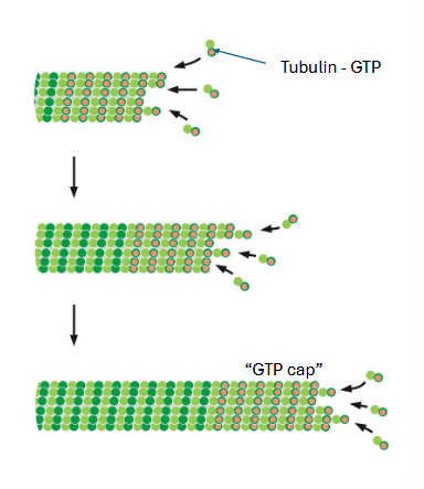 <p>tubulin is a GTPase. free subunits are GTP bound.</p><p>GTP tubulin interactions are more stable. tubulin eventually hydrolyzes to GDP</p><p>rapid growth — GTP cap — stabilizes microtubule</p>