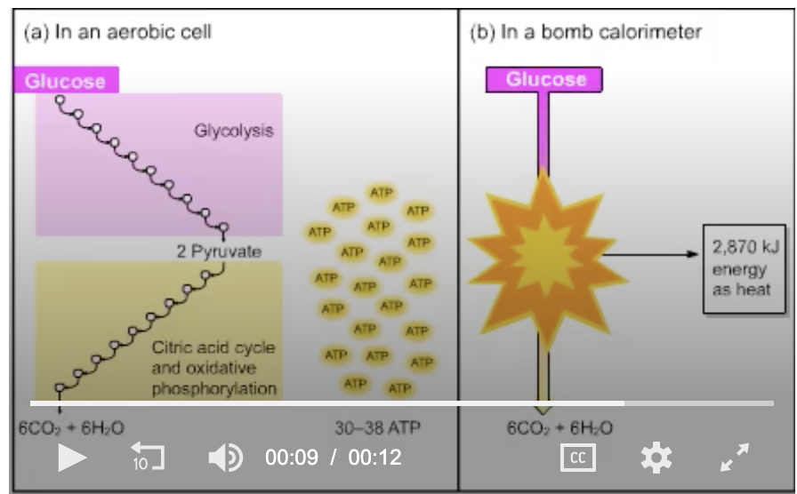 <p>The starting material, glucose, and the end products, six molecules each of CO<sub>2</sub> and H<sub>2</sub>O, are the same in parts (a) and (b). In (b), 2870 kJ are released as energy; where is that energy in (a)? </p><p><span>stored as H<sub>2</sub>O</span></p><p><span>given off as heat</span></p><p><span>stored as ATP</span></p><p><span>none of the above</span></p>