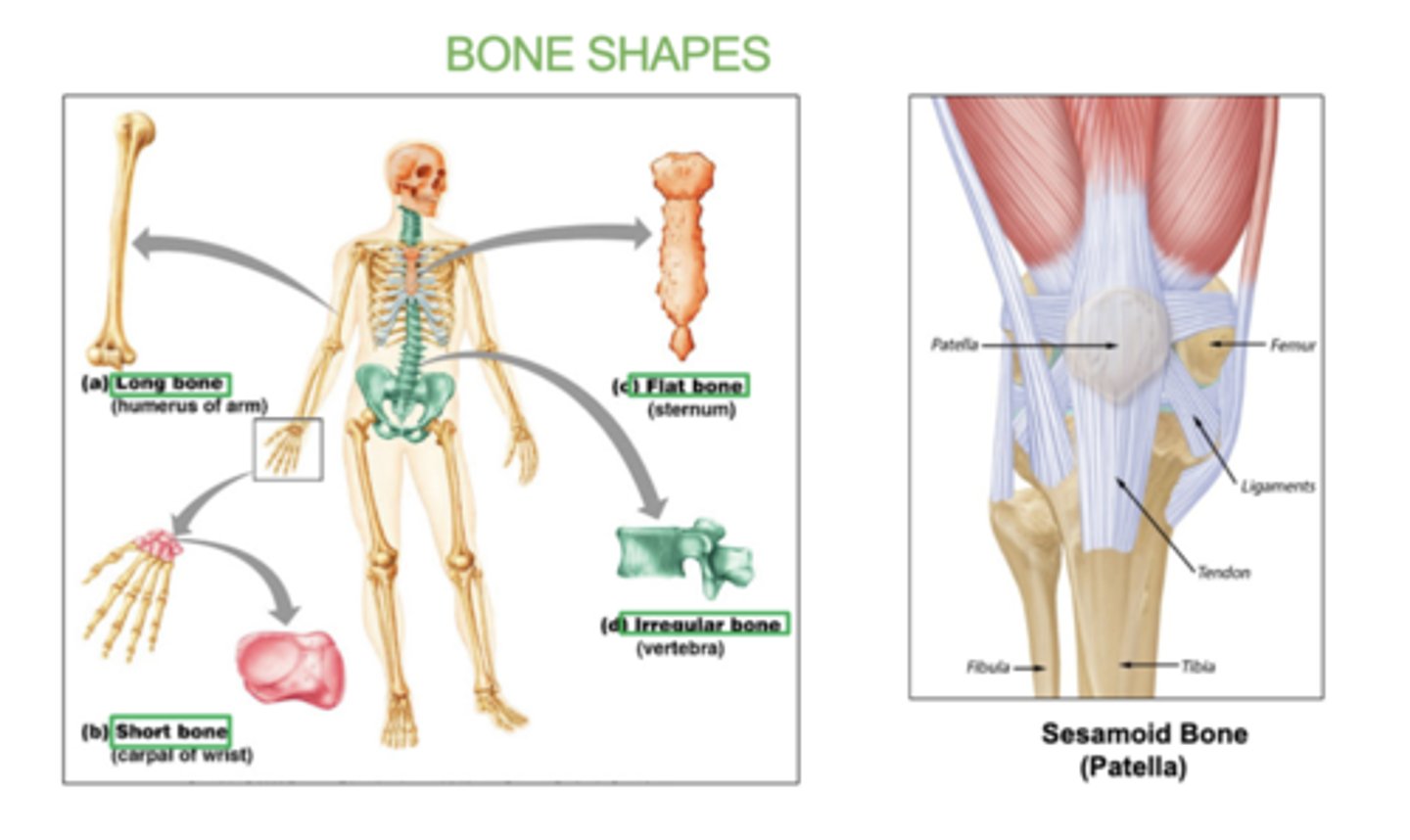 <p>Long, short, flat irregular, irregular, and sesamoid (bone embedded within a tendon).</p>