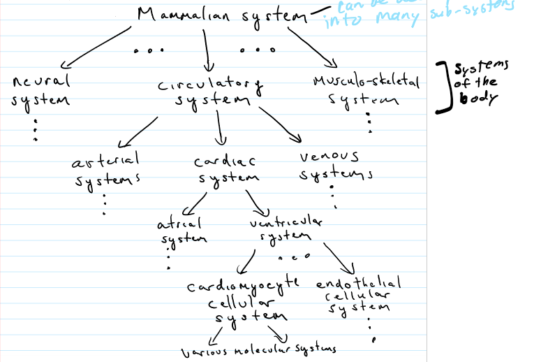 <p>many sub-systems’ meaning bio systems + their inputs and output signals are numerous/countless</p>