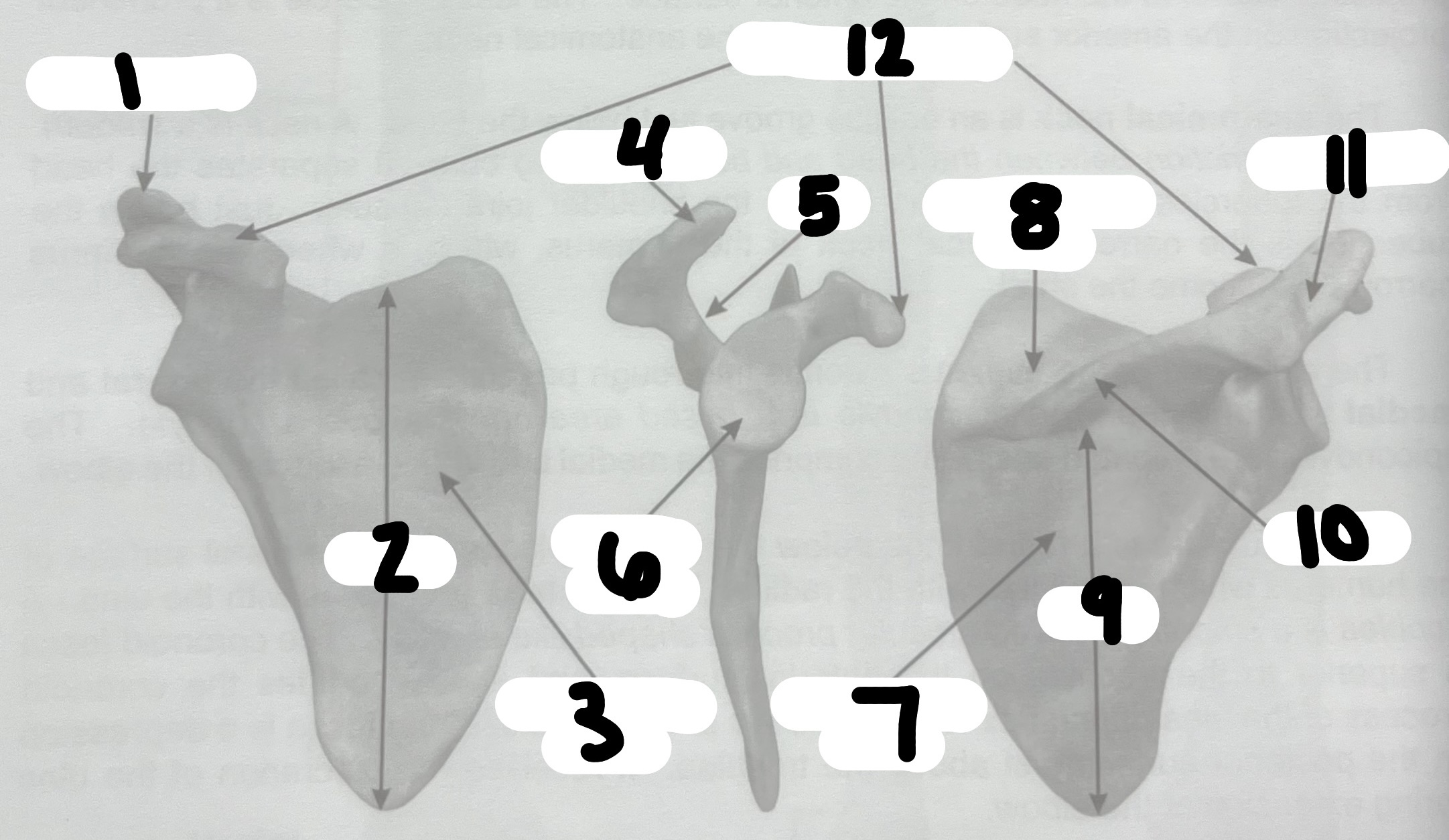 <p>What’s the name of the structure labeled #2?</p>