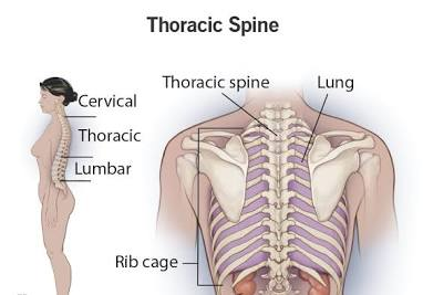<p>axillary (armpit), mammary, pectoral, and sternal region</p>
