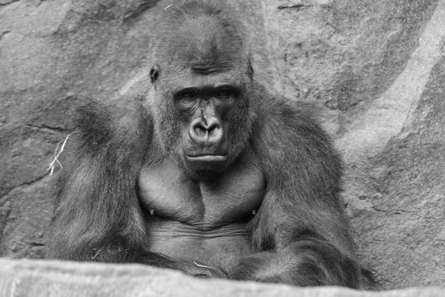 <p>n 忧郁；忧郁病</p><p>a 令人伤感的；意气消沉的</p>