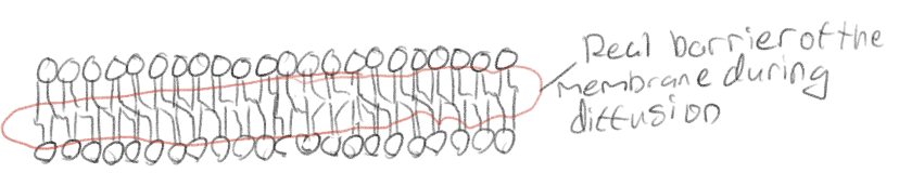 <p>The hydrophobic tails (or hydrophobic core)</p>