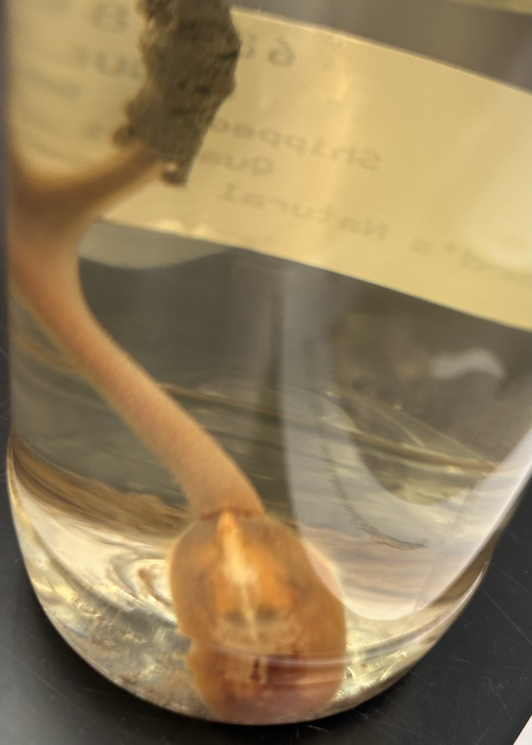 <p>Identify the organism and the Class/Phylum it belongs to</p>