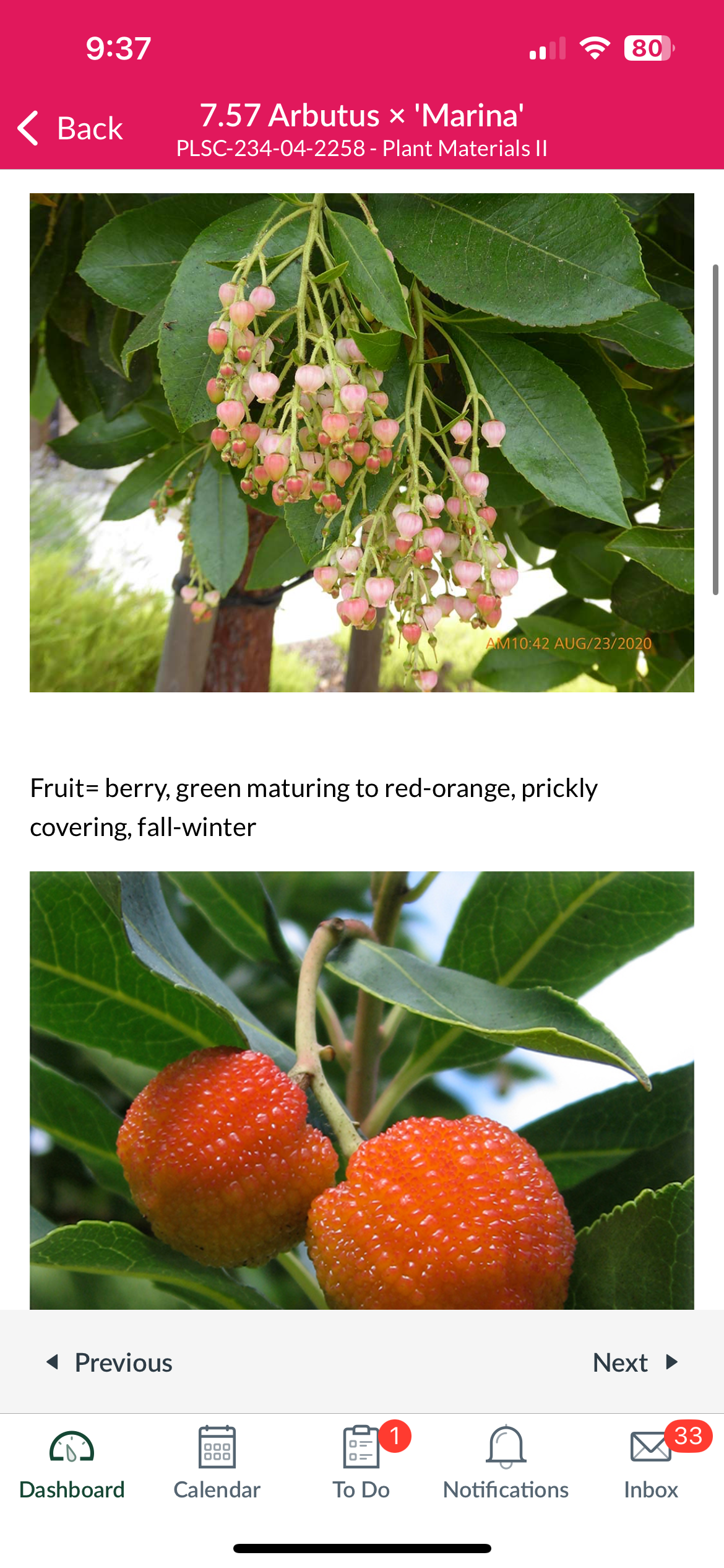 <p>Arbutus x ‘Marina’</p>