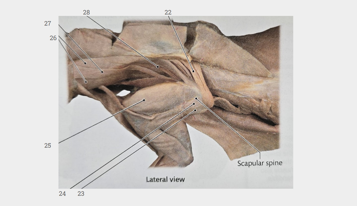 <p>What is labeled 22?</p>