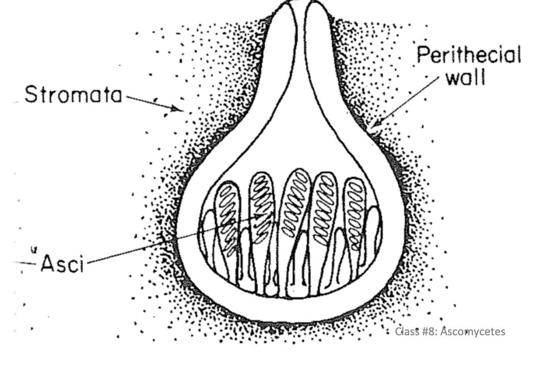 Flask shaped, can be globular
pore/slit for ascospore release
Ascospore discharge from nlyone or a few asci at a time 
Neck length varies
Can be
-Embedded in host
-On surface of host
-Embedded ina s troma
Sterile filaments throughout
-Paraphyses - apical ends free
-Pseudoparaphyses - grow from the top down
-Periphyses - short hairs within the neck
